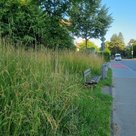 Hohes  Gras –  überall in Pfaffenhofen. Bänke werden derzeit freigeschnitten.