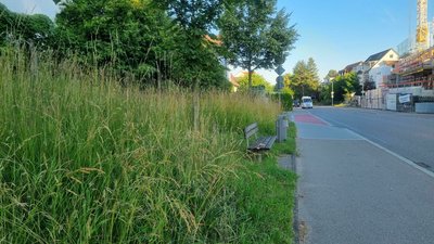 Hohes  Gras –  überall in Pfaffenhofen. Bänke werden derzeit freigeschnitten.
