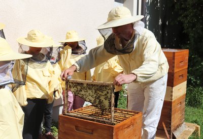 Die Kinder werfen einen Blick in ihren Bienenstock.