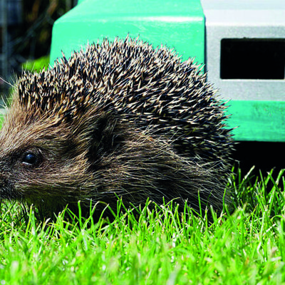 Mähroboter: Verletzungsrisiko für Igel und Co.