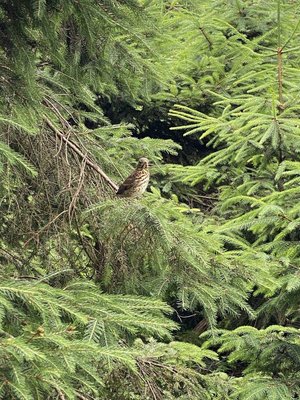 Waldbesitzvereinigung (WBV) Pfaffenhofen: Wald und Klimaschutz