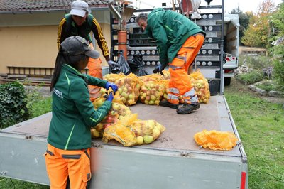 Das Team Stadtgrün der Stadtwerke Pfaffenhofen sammelt am 15. und 22. Oktober erneut Äpfel. 