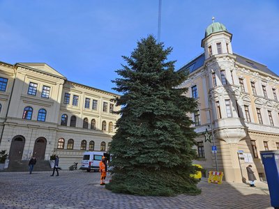 Nachdem die Tanne in der Früh gefällt worden war, stand sie bereits wenige Stunden später auf dem Oberen Hauptplatz.
