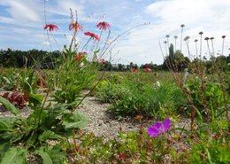 Neues Staudenhochbeet im Gerolspark