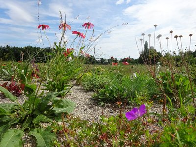 Neues Staudenhochbeet im Gerolspark