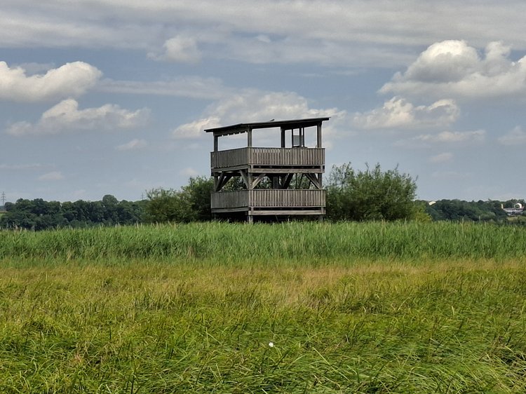 Naturbeobachtungsturm in Wiese