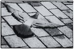 Taube auf dem Boden