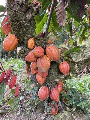 Baum mit Kakaofrüchten