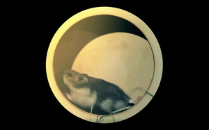 Hamster in einem Rad