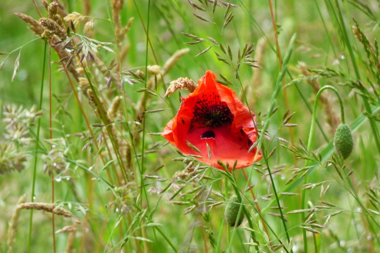 Eine Mohnblume im Feld