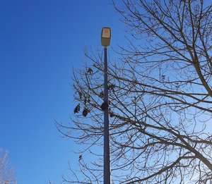 Straßenlampe von unten fotografiert und Äste von einem Baum im Hintergrund.