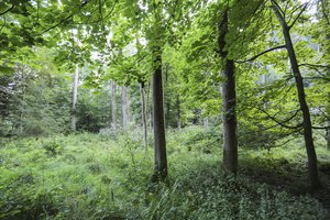 Eine Waldlichtung mit hohem Bewuchs und Laubbäumen