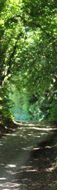 laufwegbannerimg_1232.jpg